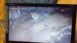 Forest official enters 100-feet-deep dry water well to rescue leopard in southern India