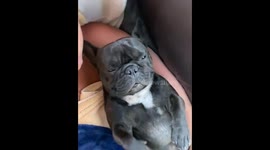 Adorable Frenchie “prays” during big stretch laying on his back