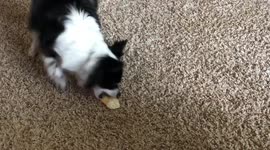 Dog - surprised reaction