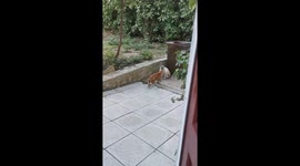 Traumatised after a cat discussion that ends in a brawl