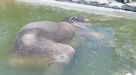 Elephant cools off with an underwater nap using trunk as snorkel