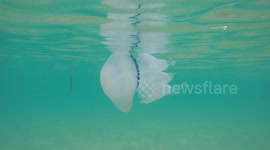 Jellyfish casually swimming by in Italian shallows