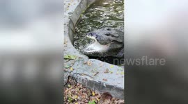 Zookeeper handfeeds crocodile devoid of upper jaw in India