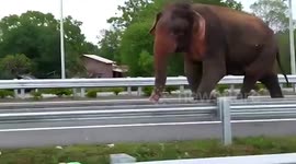 Gunshot-wounded wild elephant strays into human settlement, highway in Sri Lanka