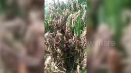 Locust swarms ravage crops in India as country battles floods