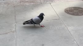 One-footed pigeon limps around London