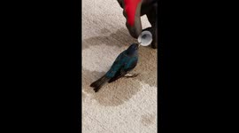 Exhausted bird rehydrated by US father as temperatures soar