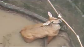 Baby blue bull rescued after falling into 50-foot-deep well in central India