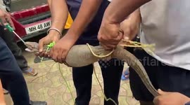 Monitor lizard crawled up inside car engine rescued after marathon operation in western India