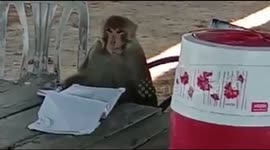 In funny video, monkey plays cop during Covid 19 lockdown in India