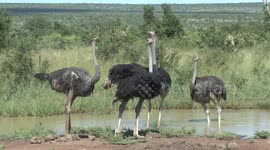 A bad feather day – Ostriches soaked after bathing in a muddy puddle