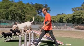 Meet the professional dog walkers of Argentina who went viral during coronavirus lockdown