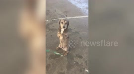Adorable puppy stands on hind legs while queuing for anti-rabies shot