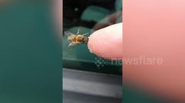 Driver rescues tired bumble bee and gives it sugar in West Yorkshire, UK
