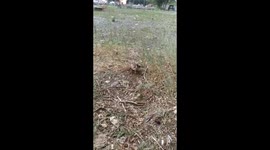 Sweet hedgehog baby came from the forest to find something to eat.