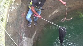 Deadly cobra nearly bites rescuer dangling mid-air inside well
