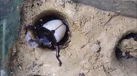 Timelapse footage captures the moulting of rhinoceros beetle