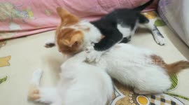 Precious Moments Of Triplets Happy Fight