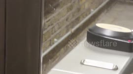 Over Ambitious Spider Attempts To Capture Humans