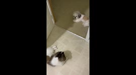 little chewy - the bully