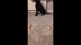 Fresh vs frozen carrots for a dog to choose