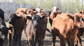 Cattle ranch in Alberta.