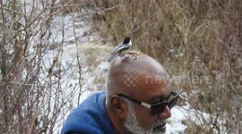 Black-Capped Chickadee standing on a man's head and eating seeds.