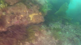 Shoal of Bib,`Trisopterus Luscus`