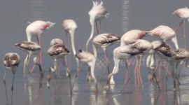 Winged guests has come to Cheyyur in South India for winter migration