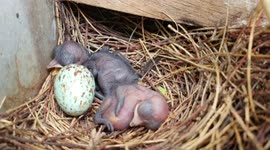 South Indian village switches off lights for 35 days to let bird lay eggs