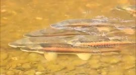 Longnose suckers spawning in Whitemud creek. Alberta. Canada.