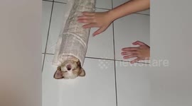 Adorable moment pet puppy is rolled up 'like a burrito'