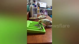 Clever cockatiels separate coins in Taiwan