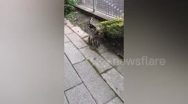 Mother duck leads her babies back to canal in Japan