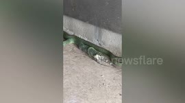 Tree snake swallows whole gecko for lunch in northern Thailand