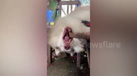 Husky falls asleep with mouth hanging from table ledge