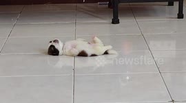 Puppy waves paws in the air while sleeping