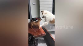 Puppy plays with stray rescued from alley near home in Thailand