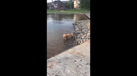 Miniature Golden Retriever swimming and splashing in the lake.