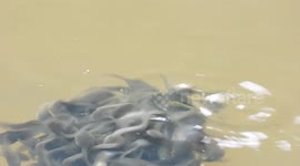 Tadpoles Swimming In The Water At Tambopata National Park, Peru.