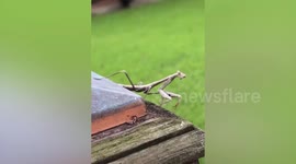 Preying mantis launches attack on woman in Houston, Texas