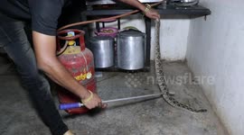 Tense rescue operation after Indian family finds deadly viper snake in kitchen