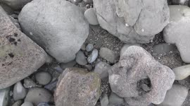 I stumbled onto a 12-million-year-old fossil crab