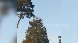 Video shows man taking social distancing to an extreme - by eating his picnic up a 60ft TREE