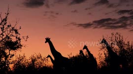 Calming scene as giraffes silhouetted in South African dusk