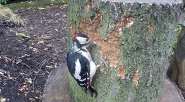 Greater Spotted Woodpecker searching for food on a recently cut down log