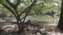 Ducks in park in Vitória city