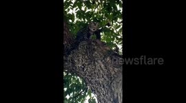 Cat curiously becomes afraid of heights, gets stuck in tree in China