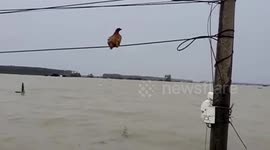 Firefighters rescue chicken stranded on electric wire during flooding in southern China