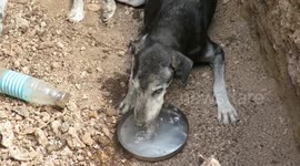 Dehydrated dog is rescued by officials from huge construction pit in India